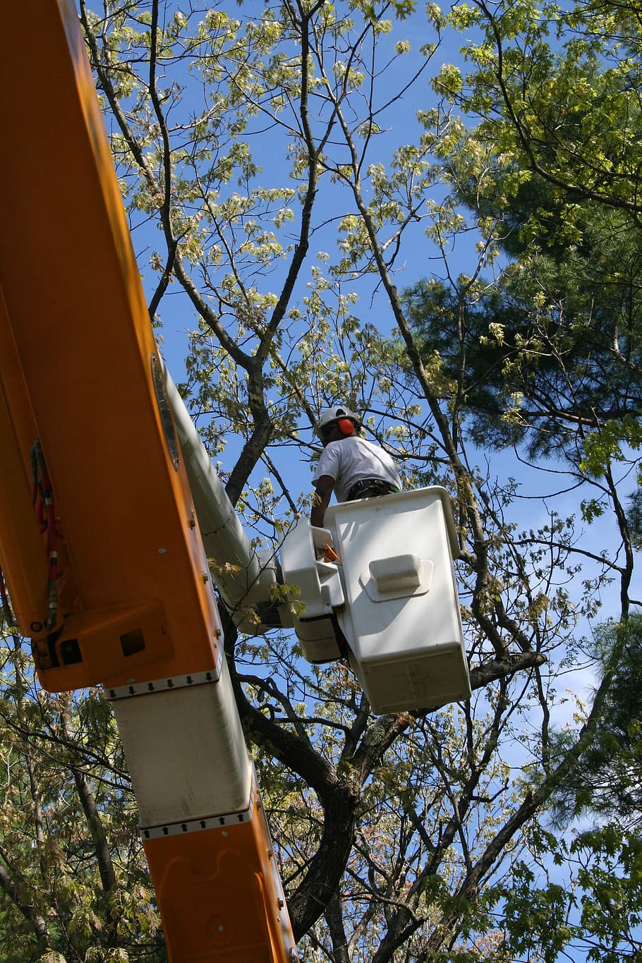 Рабочий с деревом. Работник с деревом. Книга Tree worker купить.