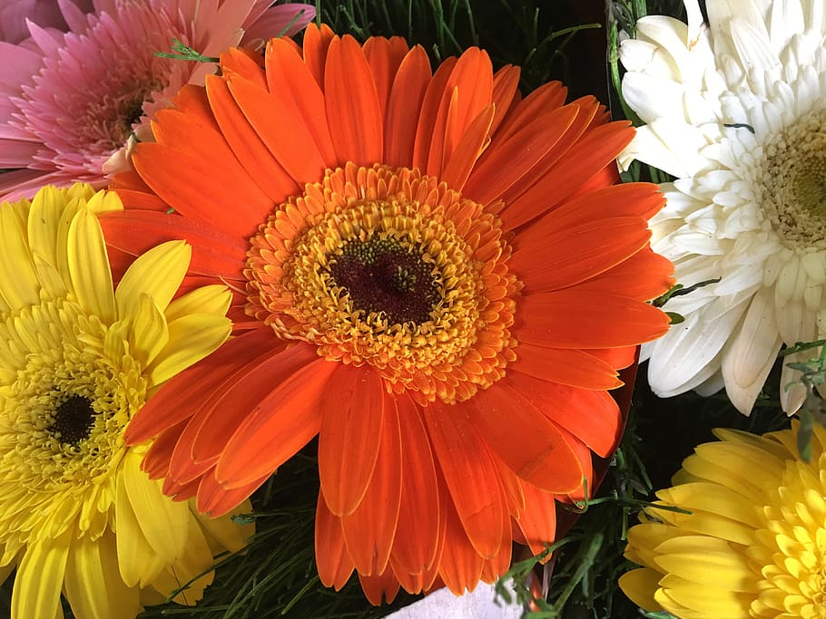flowers, orange, spring, garden, petal, petals, flowers oranges HD wallpaper