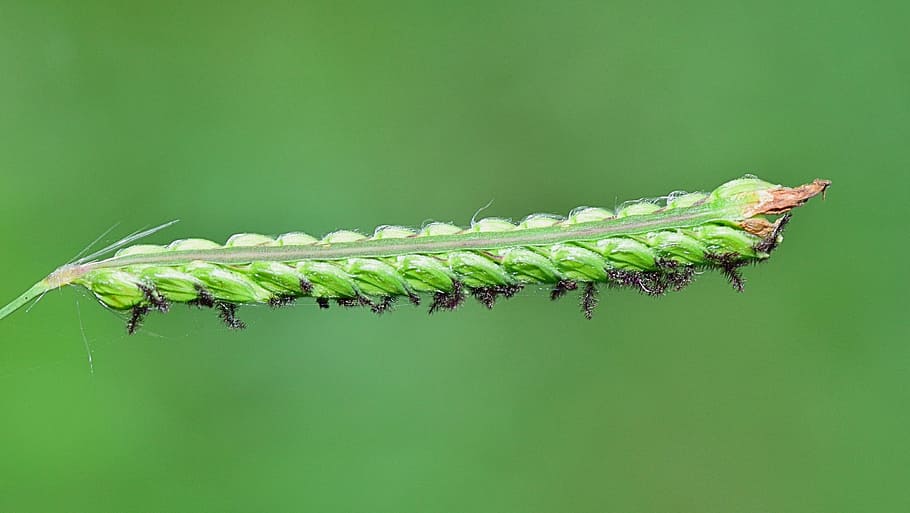 nature, stem, plants, sunset, field, green, spike weed, wild HD wallpaper