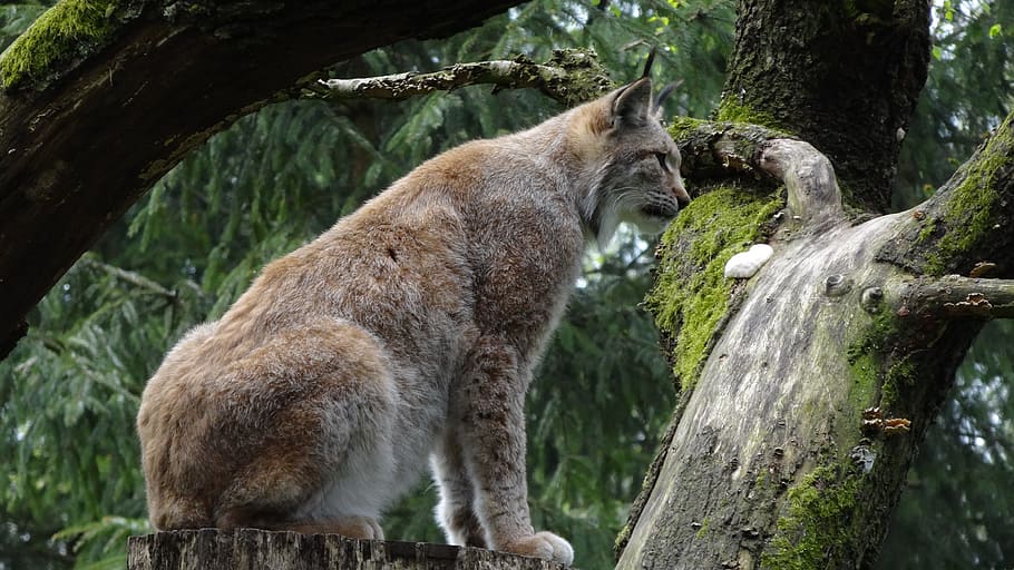 brown cheetah sitting near tree, lynx, wildcat, mammal, animal themes HD wallpaper