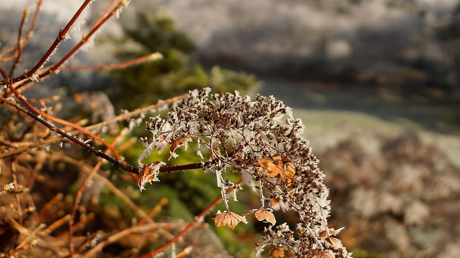 Flower, Hortensia, Hydrangea, wilted, white, winter, ice, snow HD wallpaper