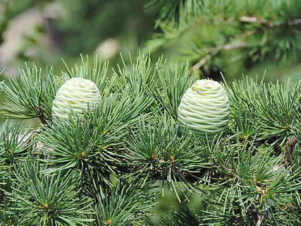 Cone, Tree, Pine, Nature, Green, Wood, christmas, needle - Plant Part HD wallpaper