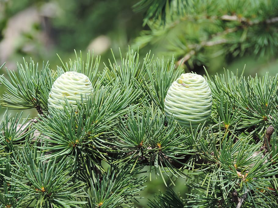 Cone, Tree, Pine, Nature, Green, Wood, christmas, needle - Plant Part HD wallpaper