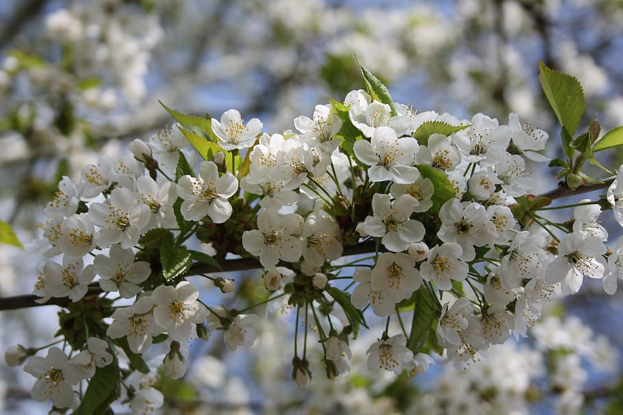 cherry blossom, spring, bloom, garden, tree, white, nature HD wallpaper