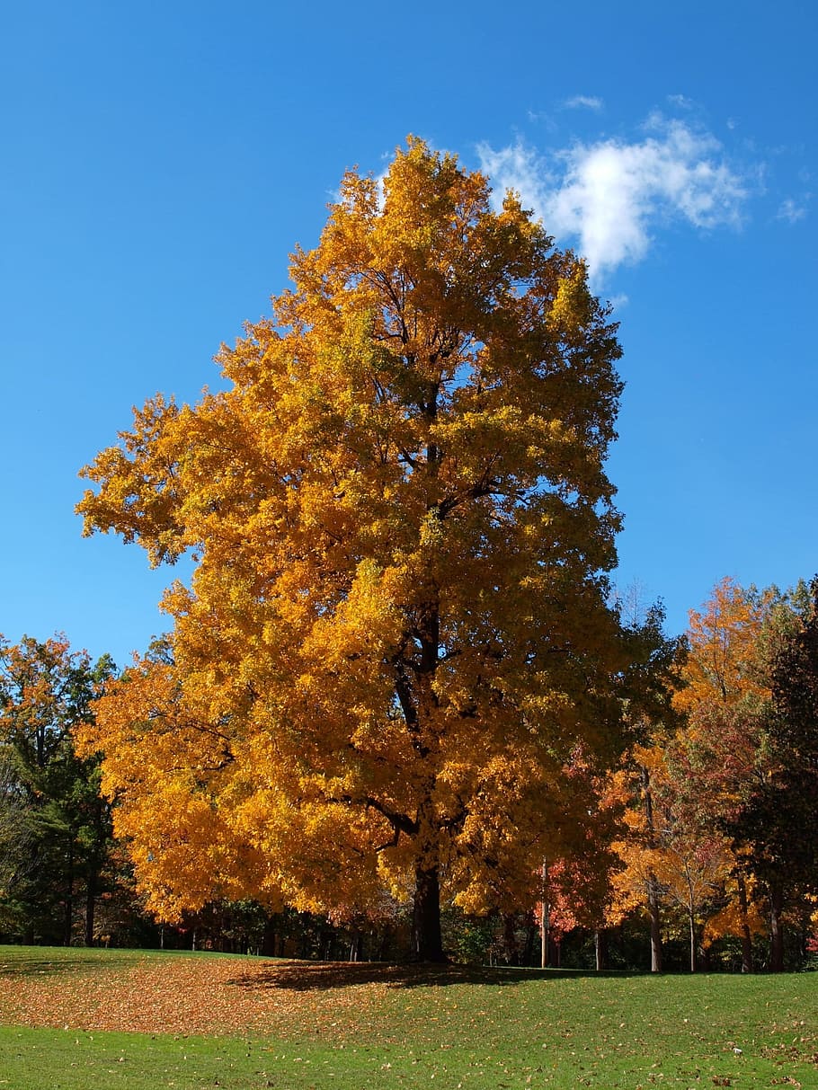 fall, autumn, park, blue sky, clouds, golden, yellow, tree HD wallpaper