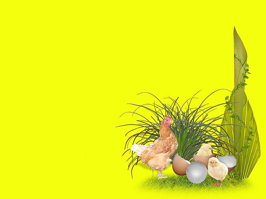 brown chicken with eggs, Easter, Eggs, Chickens, Chicks, joy HD wallpaper