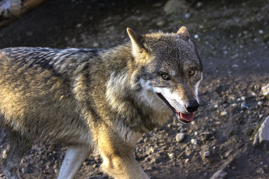 selective focus photography of brown coyote, wolf, predator HD wallpaper
