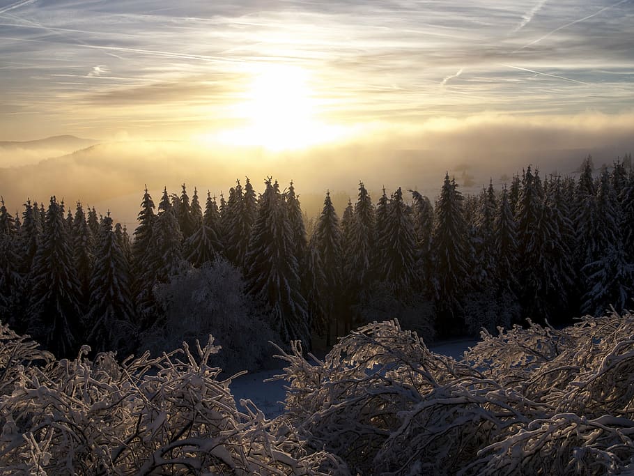 snow, winter, trees, light, sun, wintry, cold, ice, frost, icy HD wallpaper