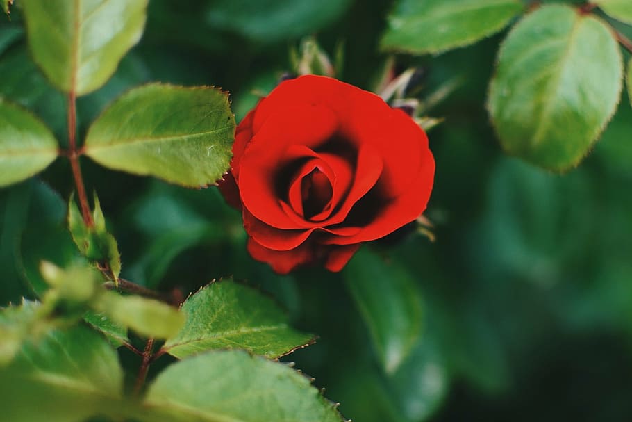 red, rose, plants, flower, flowering plant, beauty in nature HD wallpaper