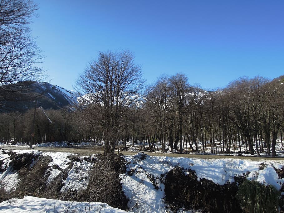 snow, trees, mountain, winter, cold temperature, sky, plant HD wallpaper