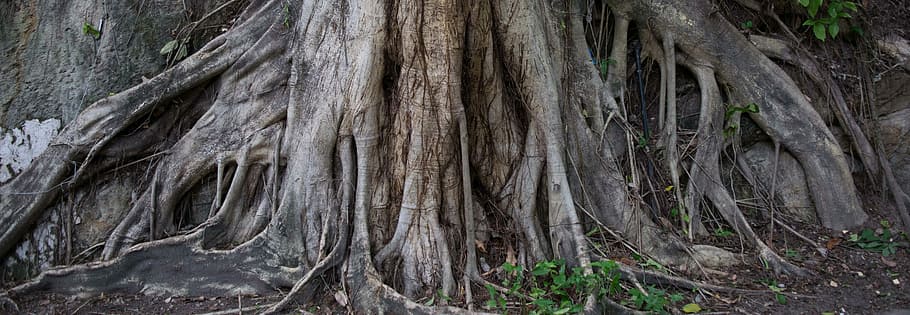 Root, Tree, Trunk, tree trunk, nature, day, outdoors, close-up HD wallpaper