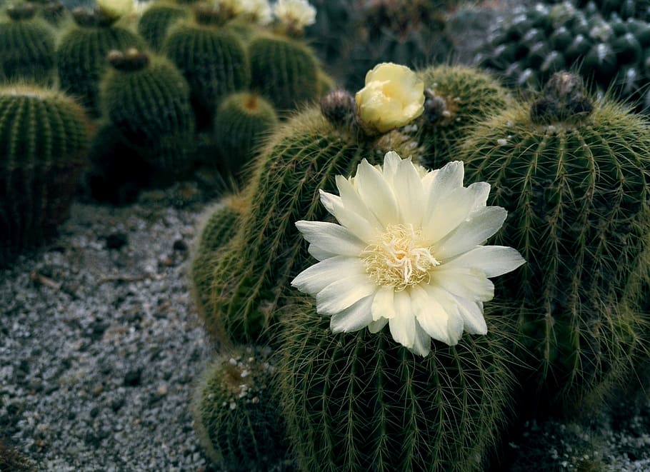 flower, cactus, summer, plant, flowering plant, beauty in nature HD wallpaper