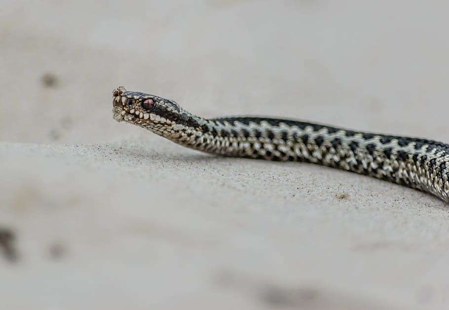 snake, adder, toxic, hell notter, spider, nature, reptile, animal wildlife HD wallpaper