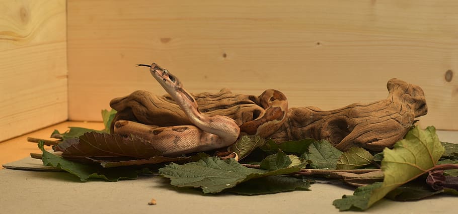 snake, boa, boa constrictor imperator, reptile, head, lurking, HD wallpaper