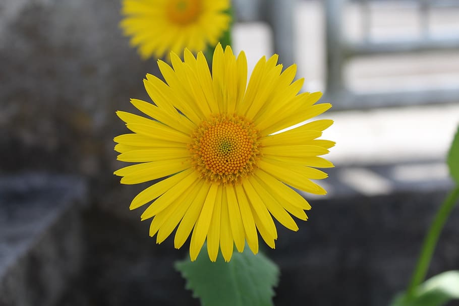 flower, yellow, stone, sunflower, nature, summer, plant, petal HD wallpaper