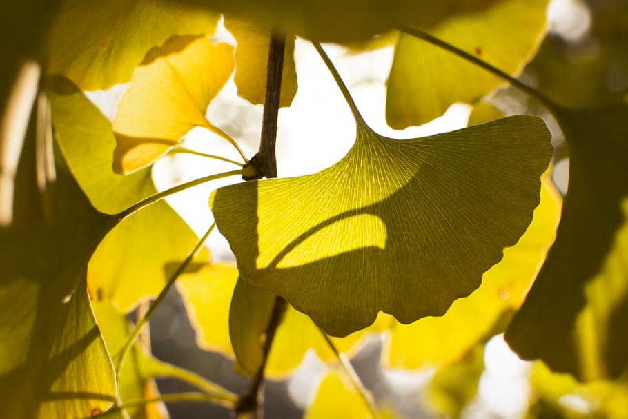 green leafed plant close-up photo, ginkgo, sunshine, backlighting, HD wallpaper