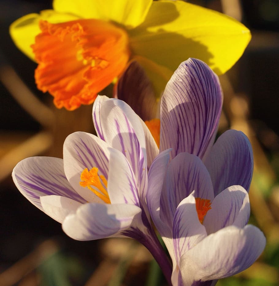 crocus, lilac, flower, spring, wildflower, floral, plant, natural HD wallpaper