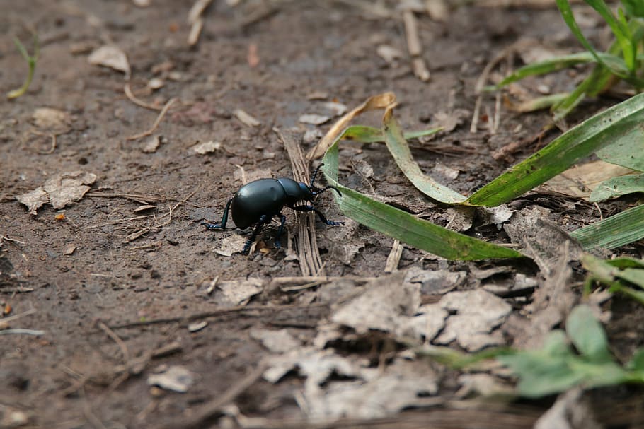 beetle, insects, nature, macro, animal, animal themes, invertebrate HD wallpaper