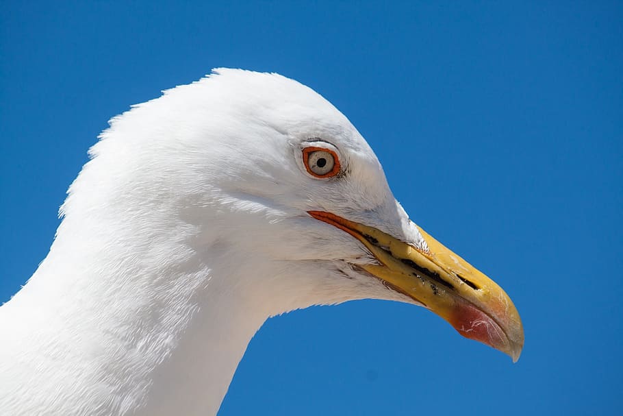 seagull, bird, seevogel, close, waterfowl, animal, animal themes HD wallpaper