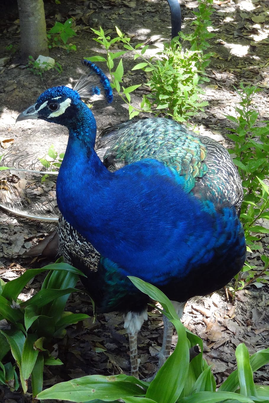 peacock, bird, crest, blue, animal, feathers, animal themes HD wallpaper