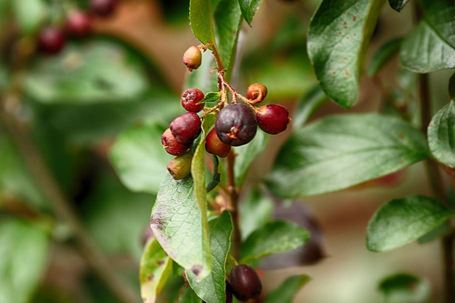 berry, nature, plant, leaf, fruit, food and drink, healthy eating HD wallpaper