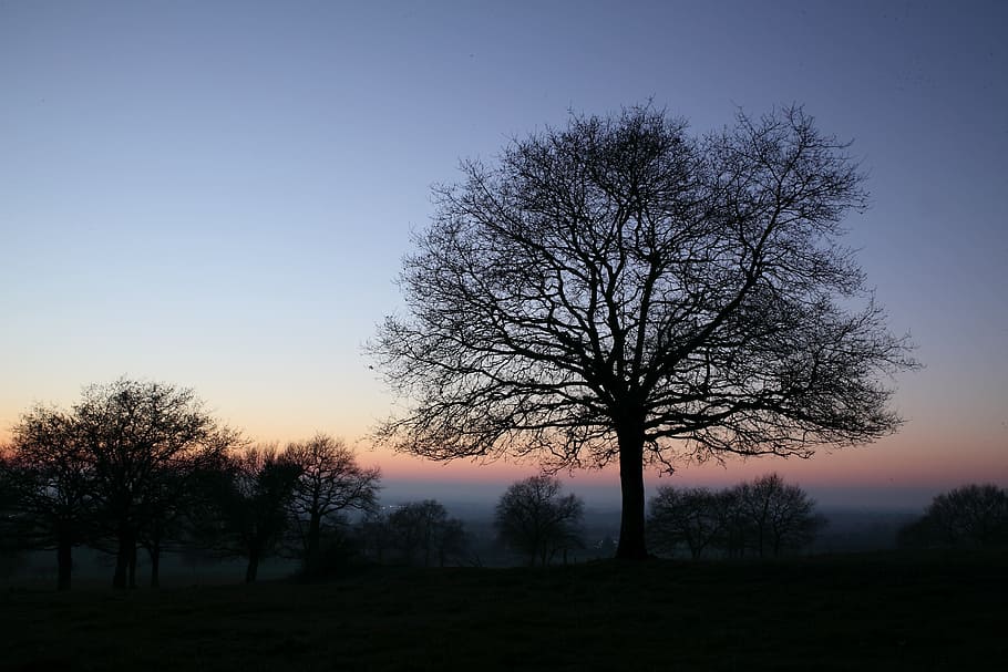 Sunset, Herbaria, Trees, the herbaria, silhouette, bare tree HD wallpaper