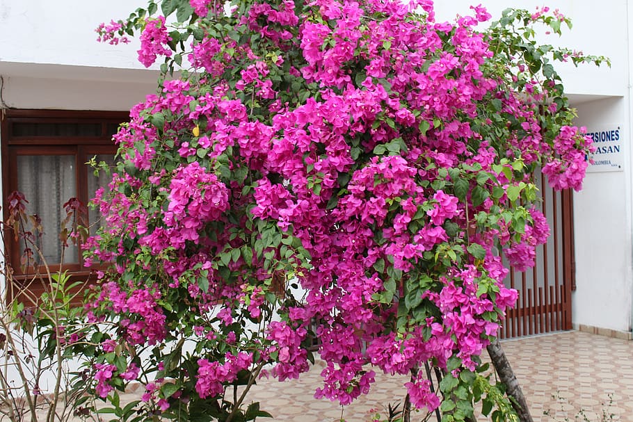 bugambil, flowers, plant, flowering plant, pink color, built structure HD wallpaper