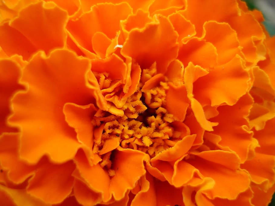 marigold, flower, orange, beautiful, colorful, flowering plant HD wallpaper