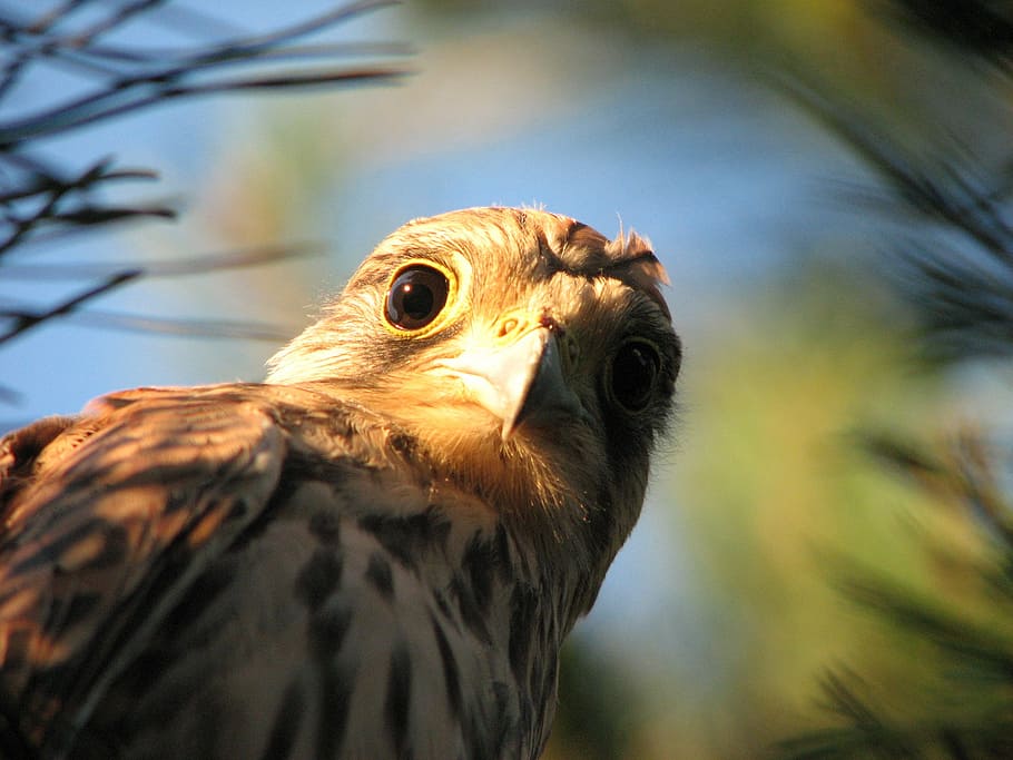 falcon, kestrel, bird, brown, feather, portrait, head, beak HD wallpaper