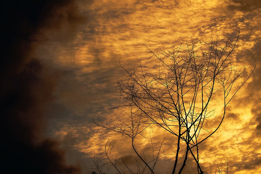 nature, sky, alone, tree, alone tree, sunrise sky, cloud - sky HD wallpaper