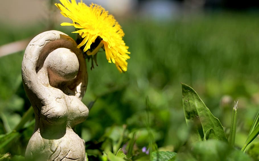 depth of field photography of yellow dandelion in full bloom HD wallpaper