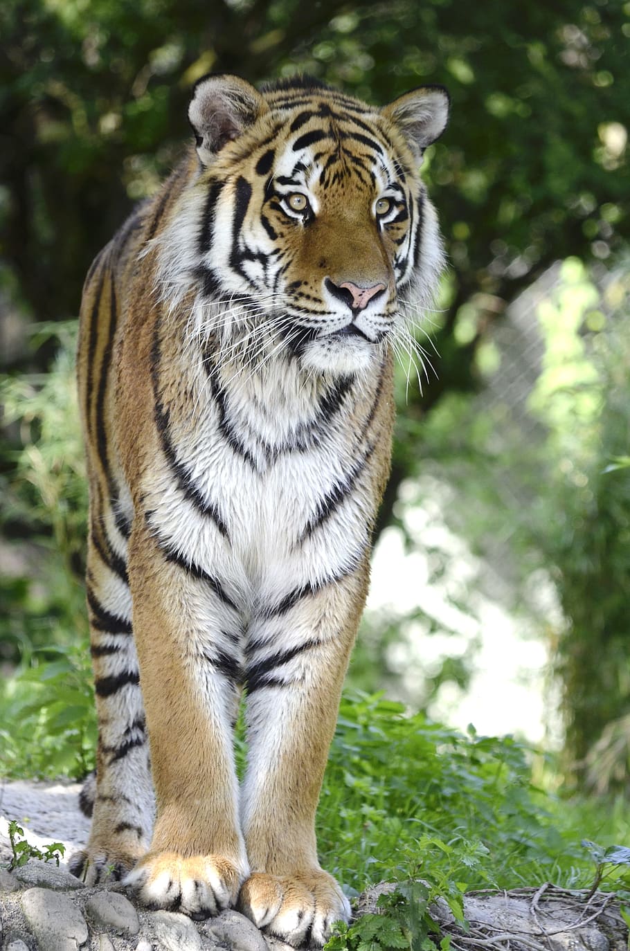 selective focus photography of tiger, cat, predator, dangerous HD wallpaper