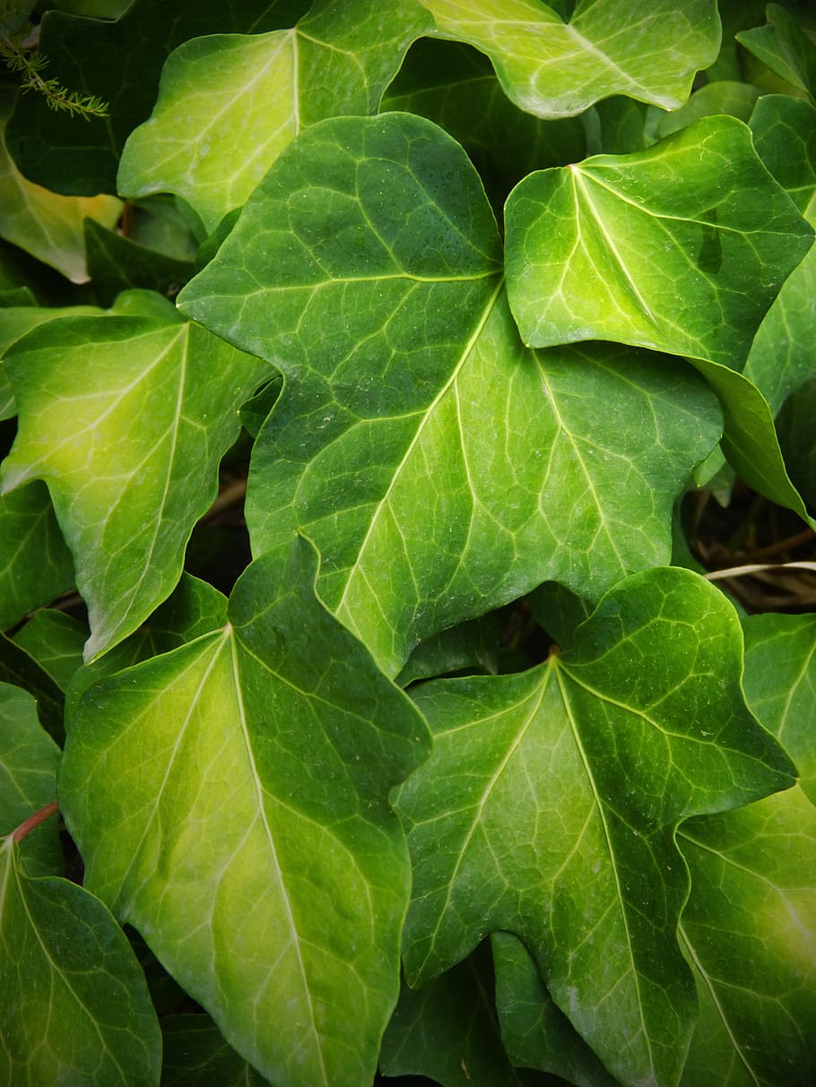 ivy, leaf, green, yellow, autumn, ivy leaves, hedera helix, HD wallpaper