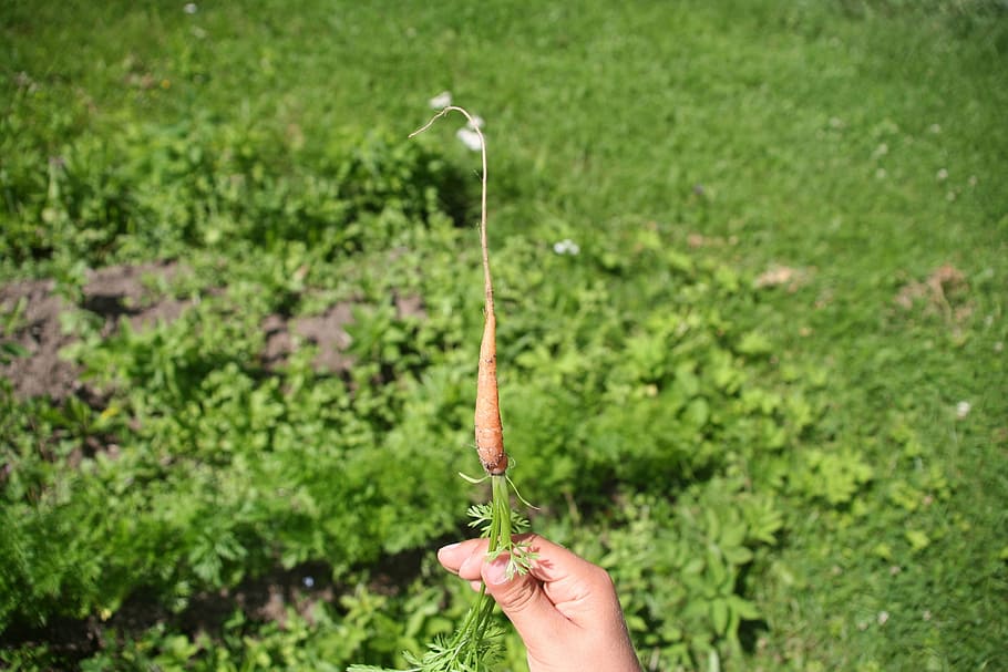carrot, root, vegetable, fresh, raw, tiny, small, orange, garden HD wallpaper