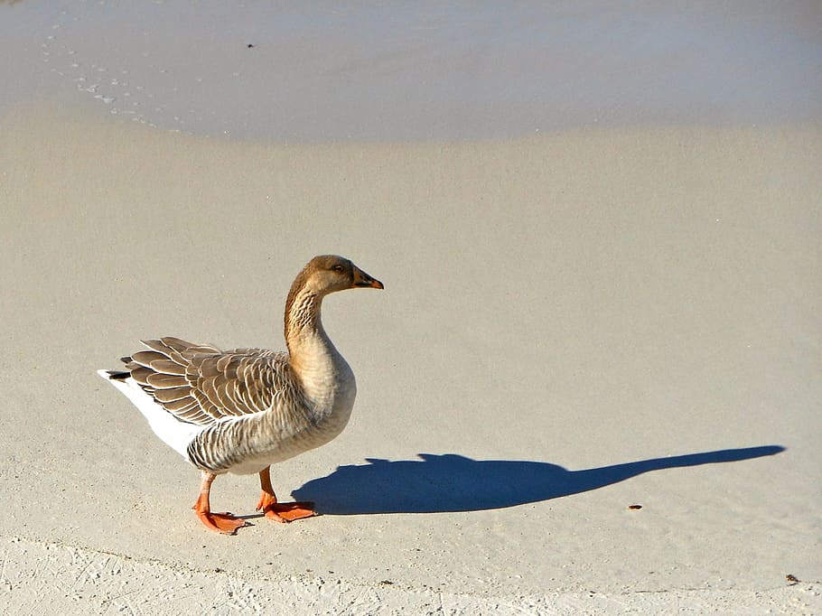Duck, Bird, Sea, animal themes, sand, animals in the wild, side view HD wallpaper