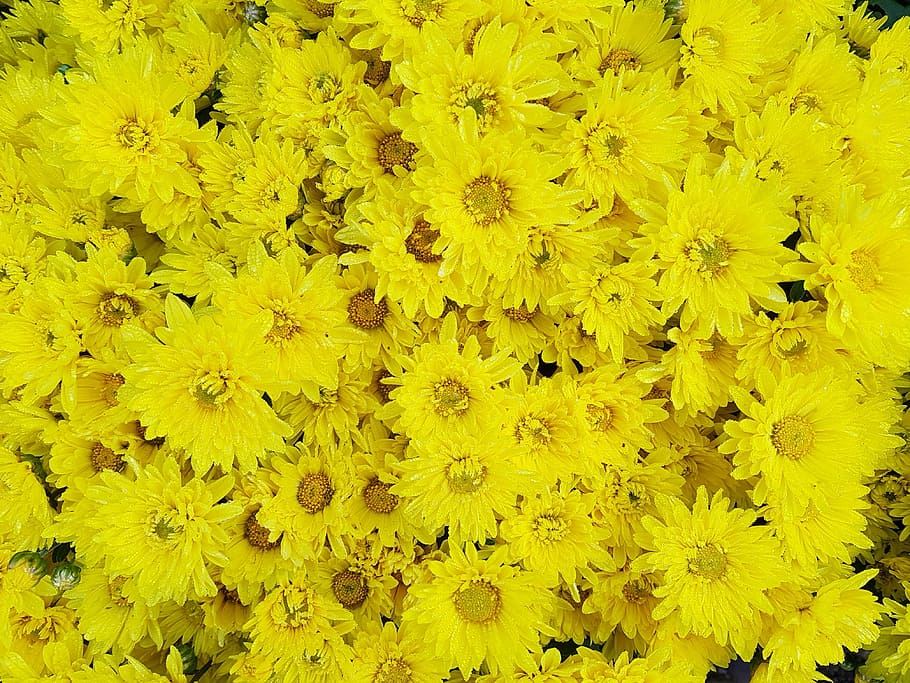 Autumn, Chrysanthemum, small yellow flowers, blossom, white flower, HD wallpaper