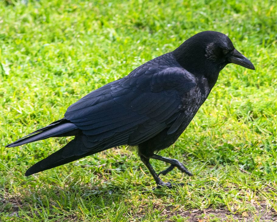 bird, spring, black, nature, animal, colorful, wild, wildlife HD wallpaper