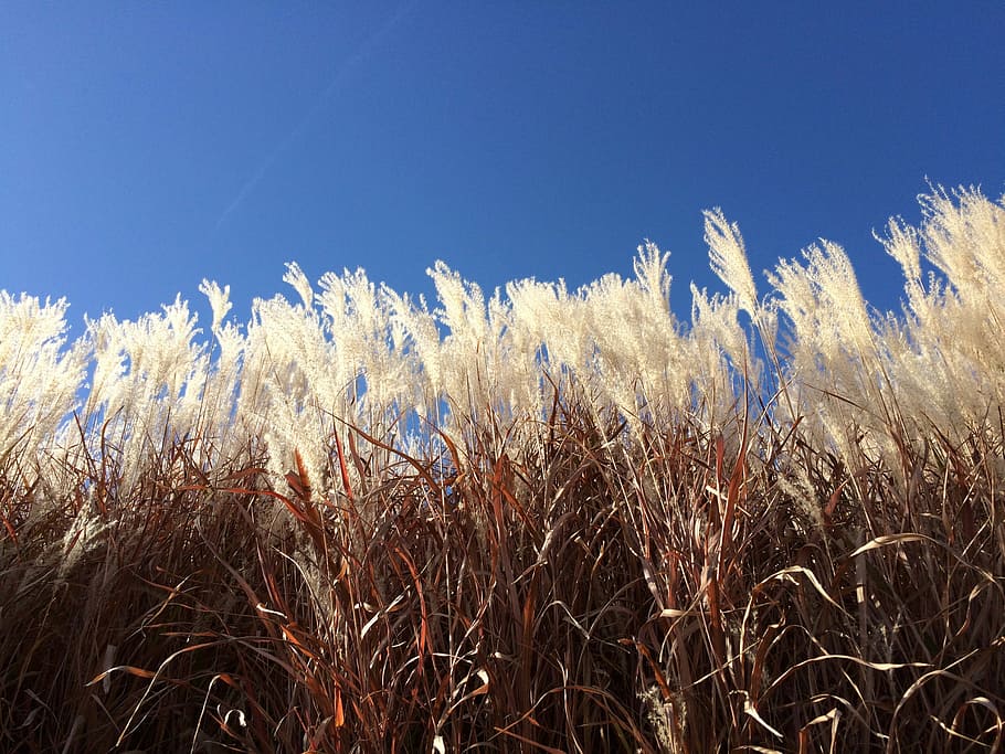 Grass, Winter, Sky, Blue, Midwest, landscape, environment, rural HD wallpaper