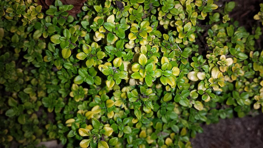 thyme, herbs, thyme sauce, green color, growth, plant, full frame HD wallpaper