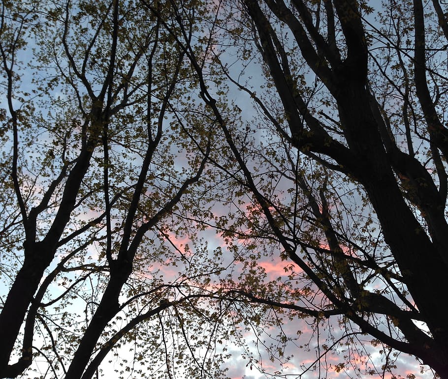 sunset, trees, sky, evening, plant, branch, low angle view HD wallpaper