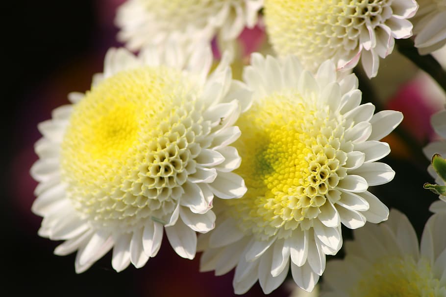 flower, chrysanthemums, macro, floriade, close-up, flowering plant HD wallpaper