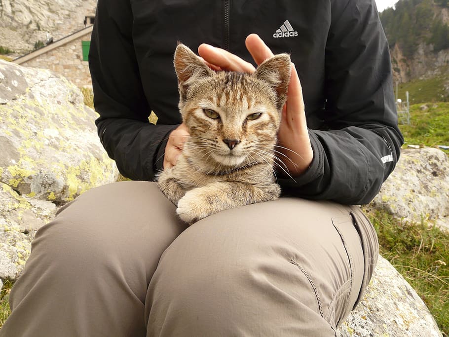 Cat, Stroke, Legs, Relax, Purr, Enjoy, listen, shot, mackerel HD wallpaper