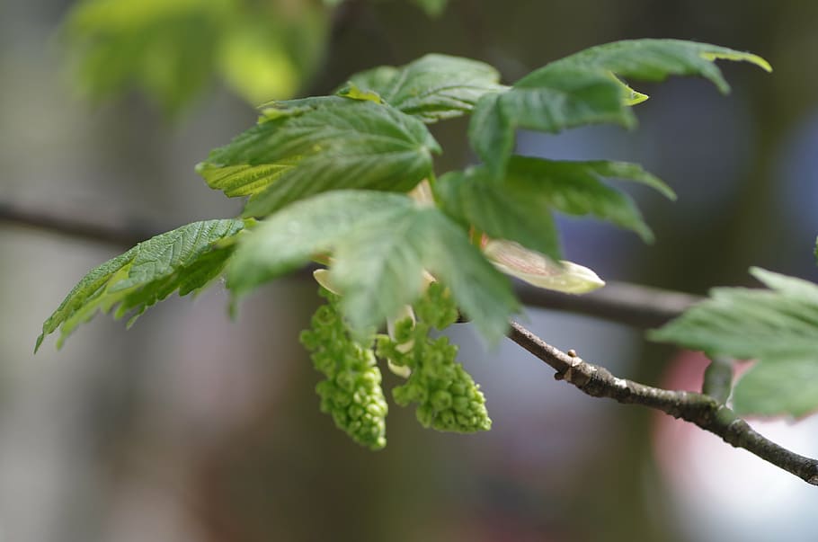 maple, tree, leaves, spring, seeds, green, plant, growth, leaf HD wallpaper