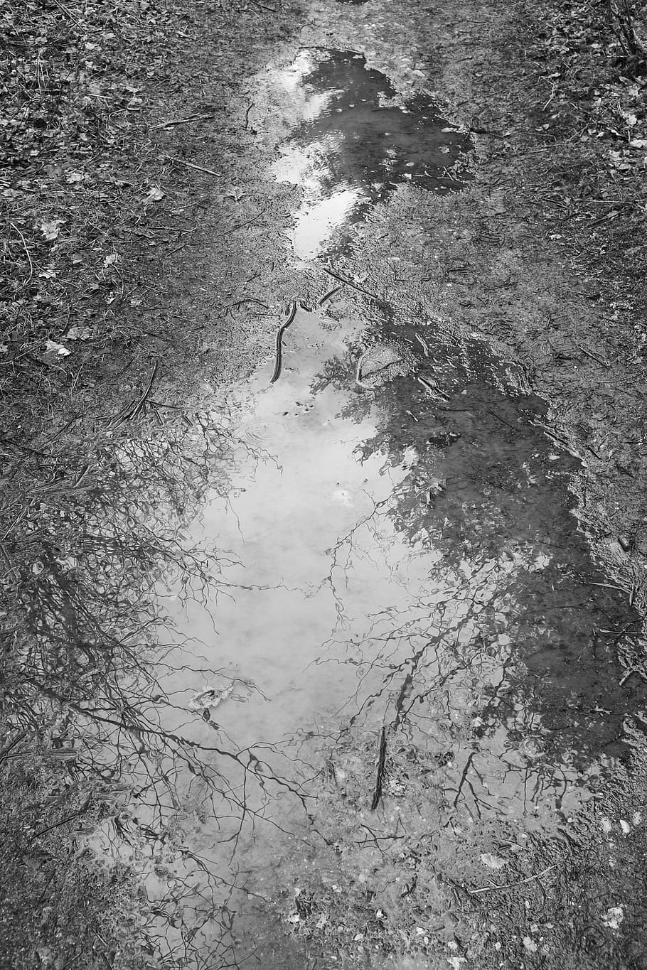 landscape, black white, outdoor, forest, nature, water, reflection