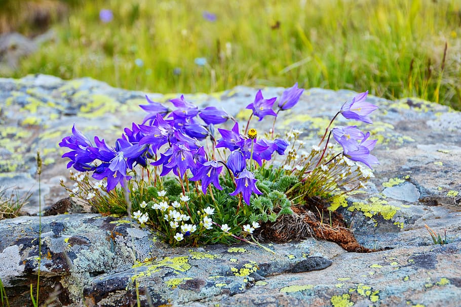 Flower, Nature, Macro, spring flowers, plant, the leaves are HD wallpaper