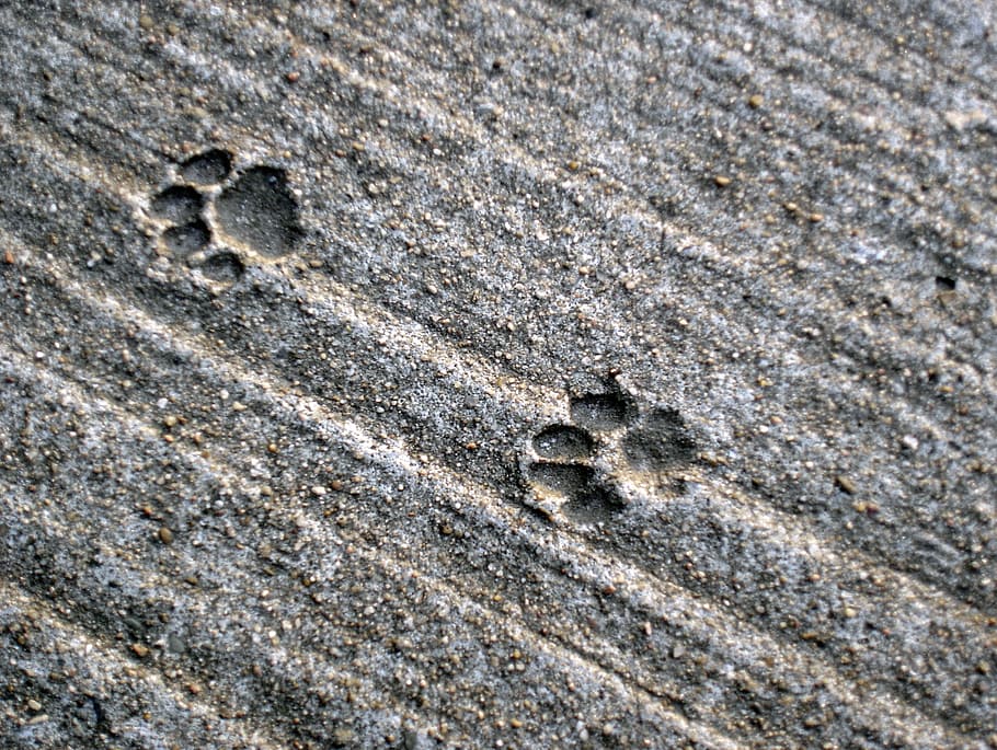 traces, cat, track, concrete, paws, paw print, animal track HD wallpaper