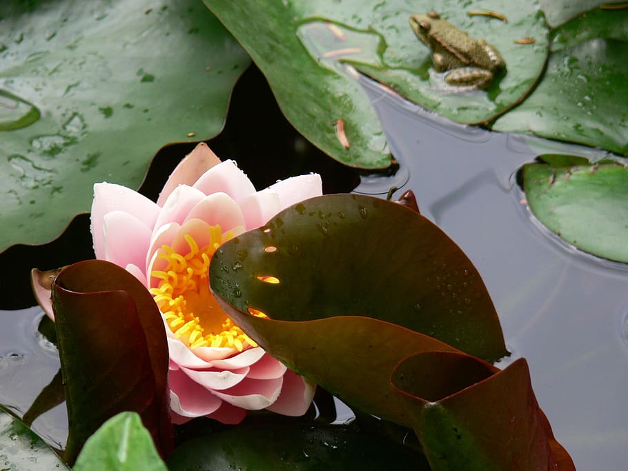flower, mare, lys, plant, water, leaf, flowering plant, beauty in nature HD wallpaper