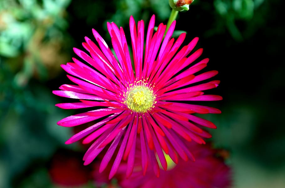 flower, garden, flowering plant, freshness, beauty in nature HD wallpaper