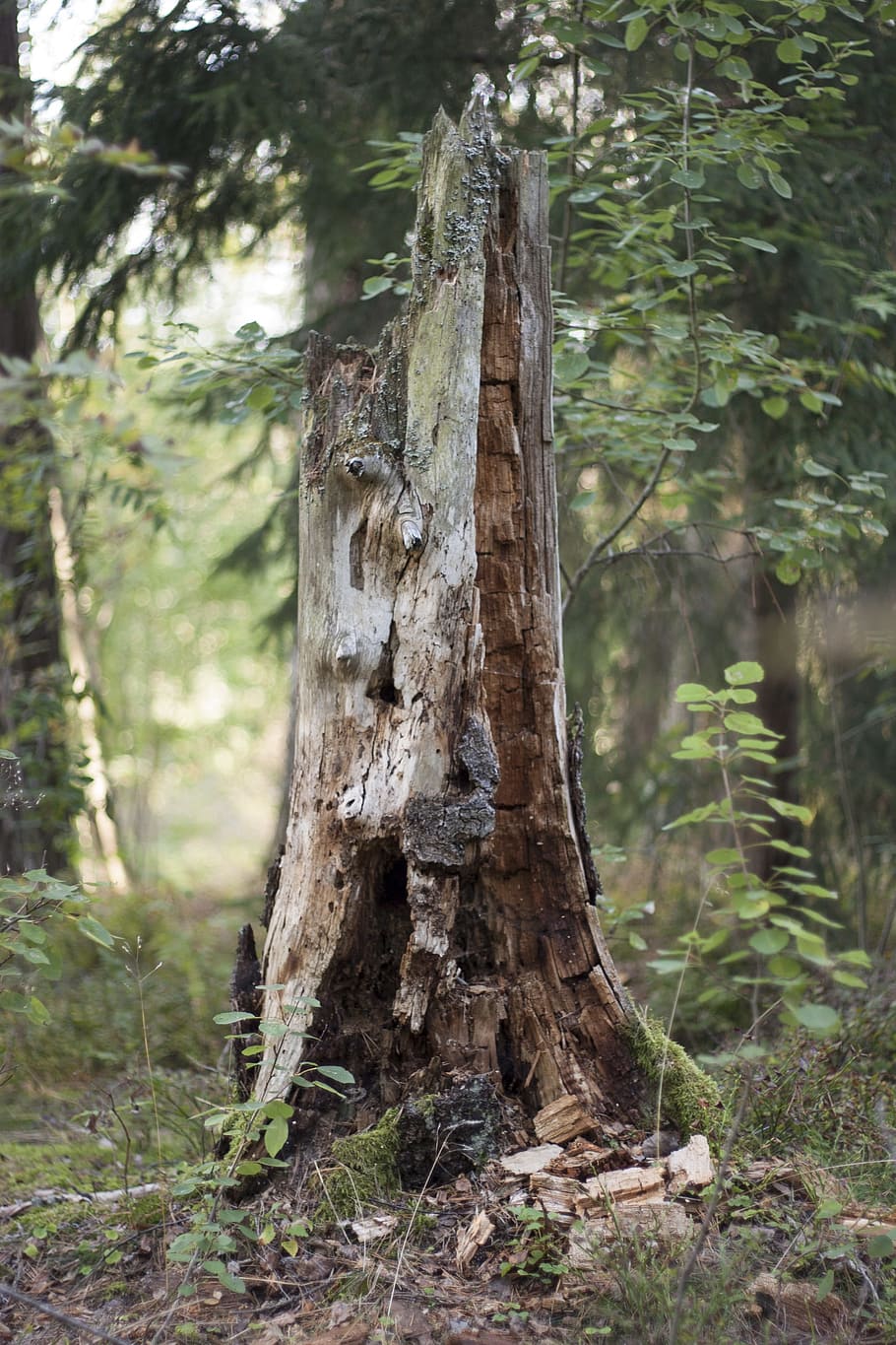 Stump, Tree, Rotten, Nature, Forest, summer, tree trunk, no people HD wallpaper