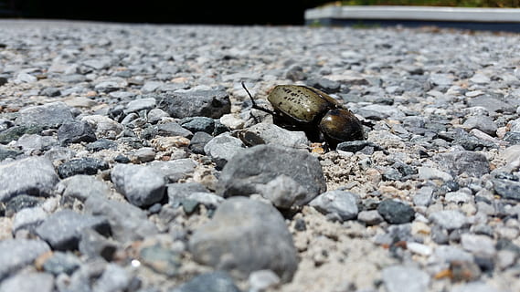 beetle, rocks, death, wings, horn, stag, shell, nature, insect HD wallpaper
